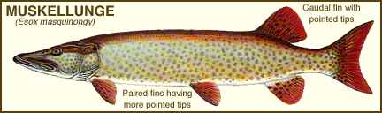 Northern Pike Muskellunge Fishing Baits & Lures Fishing Tackle, PNG,  1200x925px, Northern Pike, Area, Diagram, Fauna